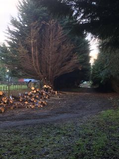 Start of a hedge removal